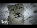 The best cat videos come from the wild