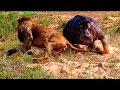 Lions Documentary - Full Documentaries National Geographic - Lion vs Hippo