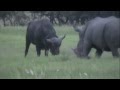Rhino Destroys African Buffalo in Epic Fight