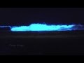 Bioluminescent waves in San Diego, Red Tide Blue Waves