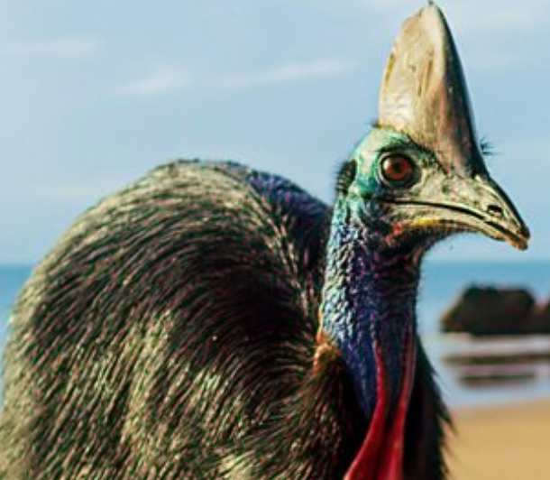Amazing sounds of the cassowary