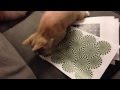 My cat can see the rotating snake illusion!