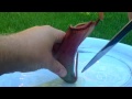Inside The Stomach Of A Carnivorous Plant. Dissecting a Tropical Nepenthes Pitcher Plant