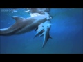 Pass the Puffer   Dolphins   Spy in the Pod  Episode 2 Preview   BBC One