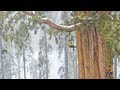 Magnificent Giant Tree: Sequoia in a Snowstorm
