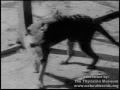 Tasmanian Tiger/ thylacine combined footage
