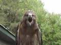 red-tailed hawk screaming