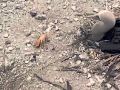 Crab Amputates Own Limb After Battle With Birds
