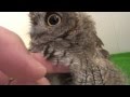 フクロウのクウちゃん、水浴びから乾燥まで / Screech Owl having a bath and then being dried.