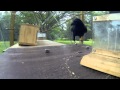 Crow Solves An 8-Step Puzzle To Get Food