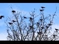 A Murder of Crows Nature Documentary