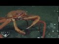 Deep sea crab gets a shock as he mistakes methane bubbles for food