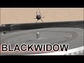 Giant Black Widow Spider on a Turntable - Problem Solving