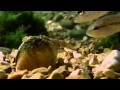 Natural Fish Lure   Lampsilis Mussel and Bass