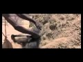 511. How to fool a baboon into showi.avi