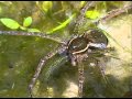 Fishing spider hunts fishes (#412)