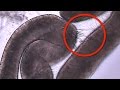 Jellyfish Stinging in MICROSCOPIC SLOW MOTION - Smarter Every Day 120