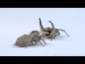 Jumping spider courtship (Habronattus pyrrithrix) in 4K w. Panasonic GH4