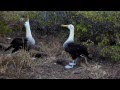Galapagos Albatross Mating Dance