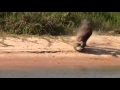 Amazing Jaguar kill Brazil 2012