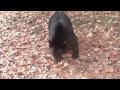 A Bluff Charge by a Black Bear - NOT A BLACK BEAR ATTACK