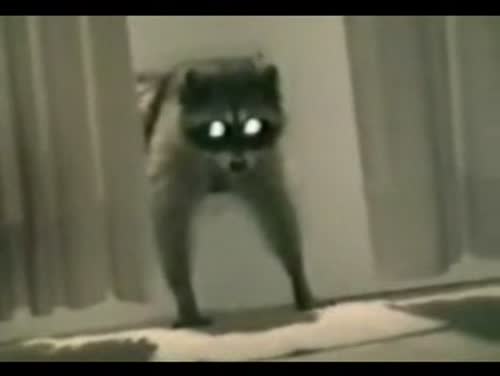 Raccoon Thief