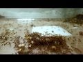What Really Happens When Ants Find Food?