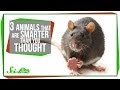 3 Animals That Are Smarter Than You Thought