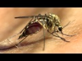 Mosquito 1280x720 HD close up